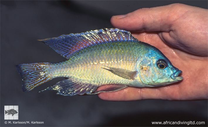 Protomelas labridens 'Mbamba Bay'